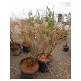 2) Liberty Blueberry Bushes