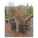 4) Liberty Blueberry Bushes