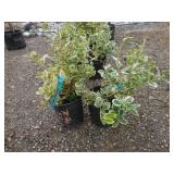 2) Variegated Euonymus