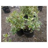 2) Variegated Euonymus
