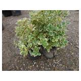 2) Variegated Euonymus
