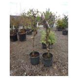 2) Climbing Hydrangea Vines