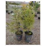 2) Norway Spruce Trees