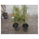 2) Norway Spruce Trees