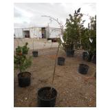 Pink Snow Showers Weeping & Flowering Cherry