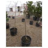 Pink Snow Showers Weeping & Flowering Cherry