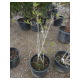 Ludwig Spaeth Lilac Bush