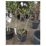 Ludwig Spaeth Lilac Bush