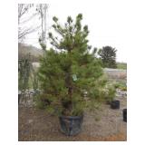 Austrian Pine Tree
