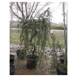 Weeping Blue Atlas Cedar Tree