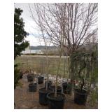 Autumn Blaze Maple Tree