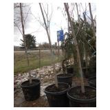 Autumn Blaze Maple Tree