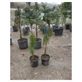 2) Dwarf Globe Blue Spruce Trees