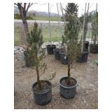 2) Dwarf Mugo Pine Trees