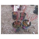 2) Redtwig Dogwood Trees