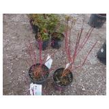 2) Redtwig Dogwood Trees