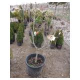 Rubra Pink Flowering Dogwood