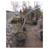 Cutleaf Red Japanese Maple Tree