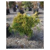 Gold Threadleaf Shrub