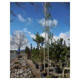 2) Green Ash Tall Trees