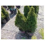 Dwarf Alberta Spruce