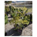 2) Douglas Fir Trees