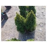 2) Dwarf Alberta Spruces