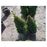 2) Dwarf Alberta Spruces