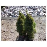 4) Dwarf Alberta Spruces