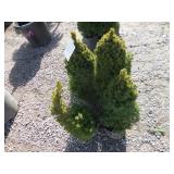 4) Dwarf Alberta Spruces