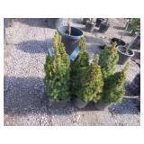 6) Dwarf Alberta Spruces