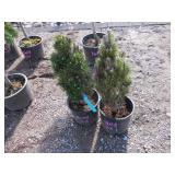 2) "Franks" Dwarf Austrian Pines