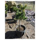 Pinus Parviflora "Fukuzumi"