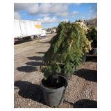 Weeping Spruce