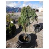 Weeping Spruce