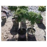 2) Russian Cypress Trees