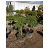 2) Russian Cypress Trees