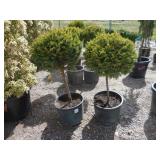 2) Little Gem Norway Spruce