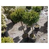 2) Little Gem Norway Spruce