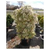 Flaming Silver Japanese Pieris