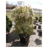 Flaming Silver Japanese Pieris