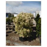 Flaming Silver Japanese Pieris