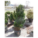 Dwarf Hinoki Cypress