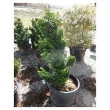 Dwarf Hinoki Cypress