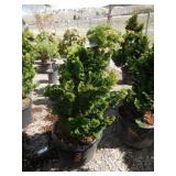 Dwarf Hinoki Cypress
