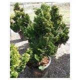 Dwarf Hinoki Cypress
