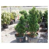 2) Dwarf Hinoki Cypress