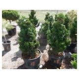 2) Dwarf Hinoki Cypress