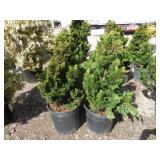 4) Dwarf Hinoki Cypress