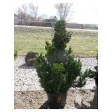 Dwarf Hinoki Cypress